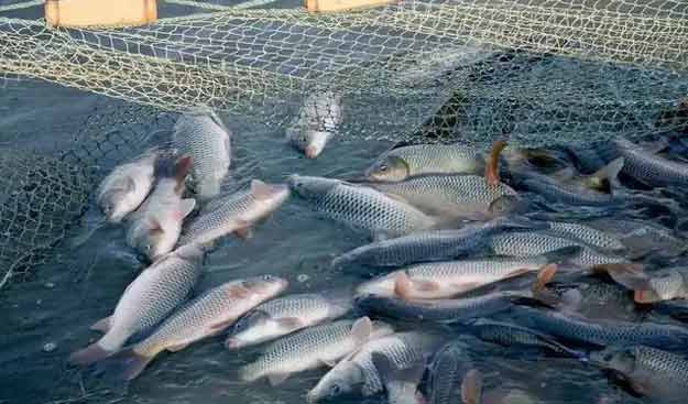 羅茨鼓風(fēng)機水產(chǎn)養殖鱖魚(yú)案例